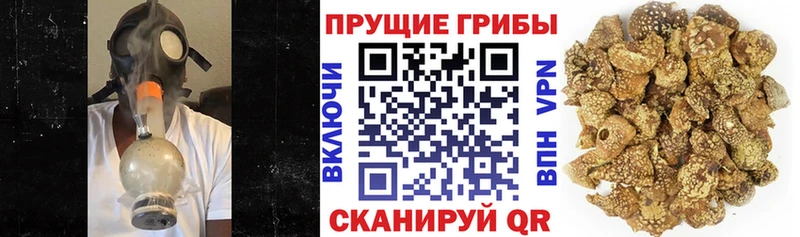 Купить закладки  Ижевск  Псилоцибиновые грибы Psilocybe 